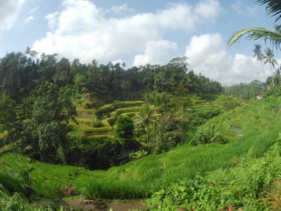 Tegalalang Rice Terrace, Bali