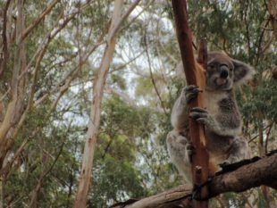 Koala Hospital - Port Macquarie, Australia