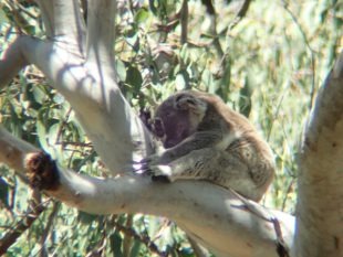 Koala - Noosa National Park, Australia