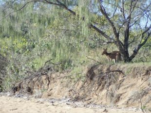 Kangourou - Mon repos, Australia