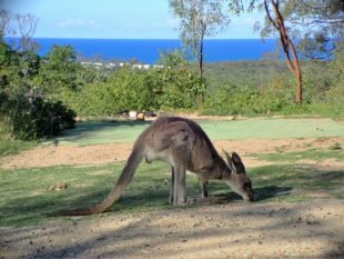 Kangourou @ Horizons Kangaroo Sanctuary & Camp Ground - Agnes Water, Australia