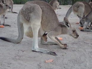 Kangourous @ Horizons Kangaroo Sanctuary & Camp Ground - Agnes Water, Australia