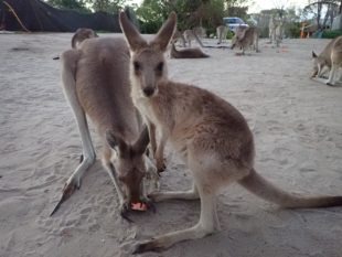 Kangourous @ Horizons Kangaroo Sanctuary & Camp Ground - Agnes Water, Australia