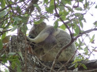 Koala - Magnetic Island, Australia