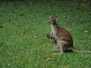 Wallaby - Daintree Forest