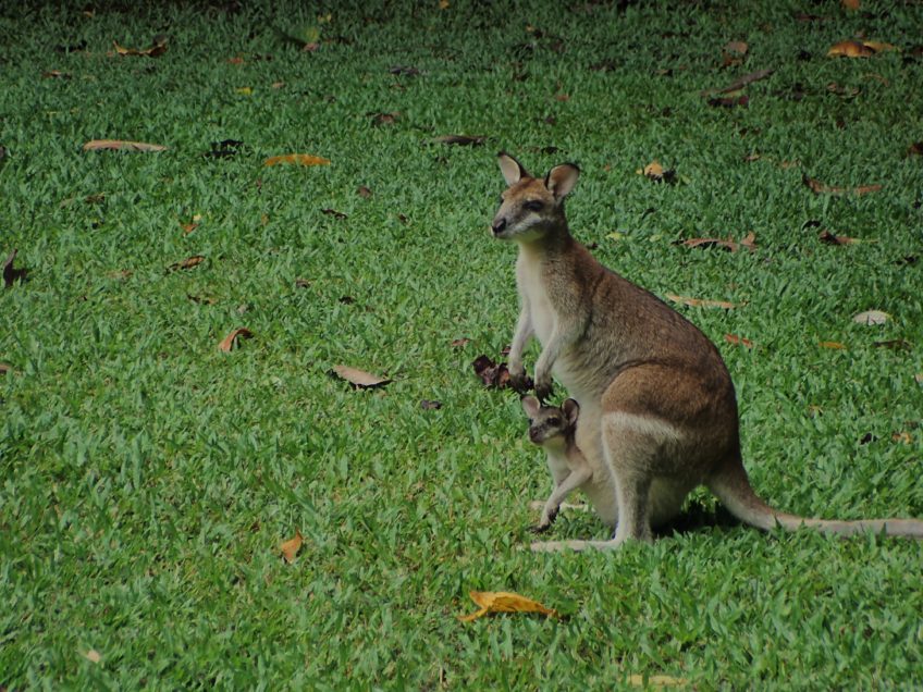 Wallaby - Daintree Forest