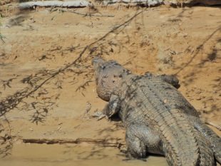 Crocodile - Daintree Forest