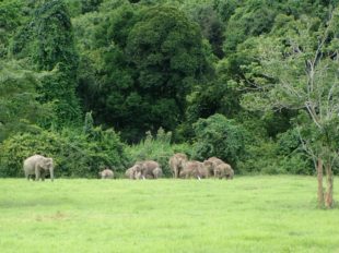 groupe d'Elephants à Kui Buri