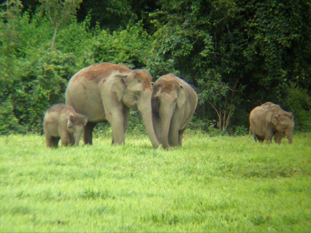 Elephant Kui Buri