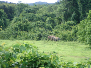 3 Elephants à Kui Buri