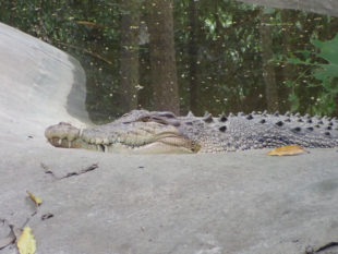 Crocodile Thailande