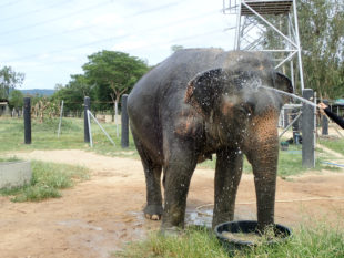 Elephant qui se fait laver